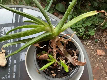 Photo of free Aloe Vera plants (Water End HP1) #3