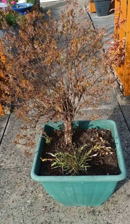 Photo of free Potentially hrub (Waterthorpe S20) #2