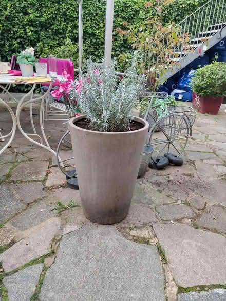 Photo of Tall plant pot (Berkhamsted, HP4) #1