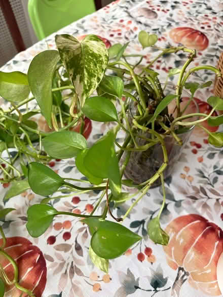 Photo of free Pothos plant - rooted (Drexel Hill) #1