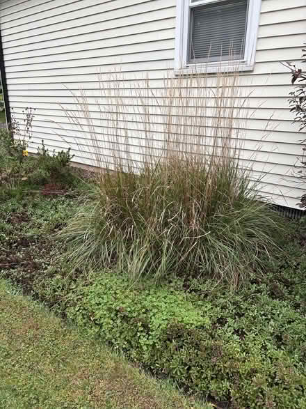 Photo of free Ninth annual perennial thinning (Medford) #3