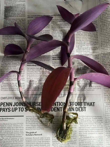 Photo of free Rooted Purple Heart plants (Ridley Park) #1