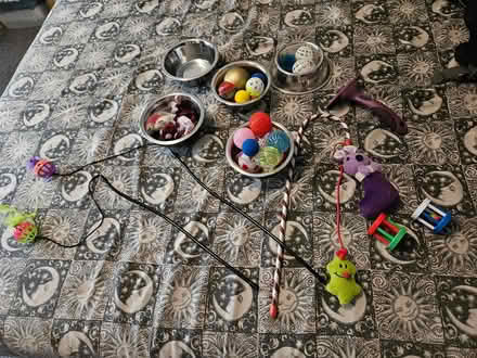 Photo of free Cat toys, bowls and comb (Bedford Rd area SG6) #2