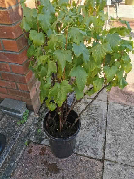 Photo of free Currant bush (M35 Failsworth, Manchester) #1