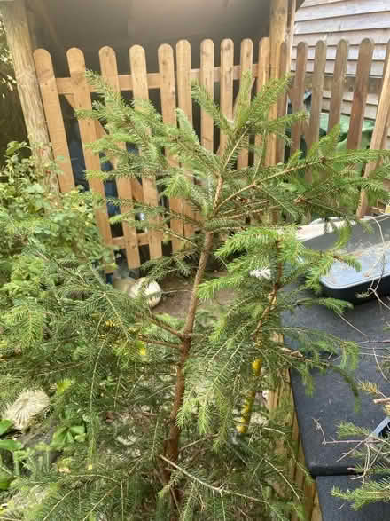 Photo of free Two potted pine trees (Lightpill GL5) #1