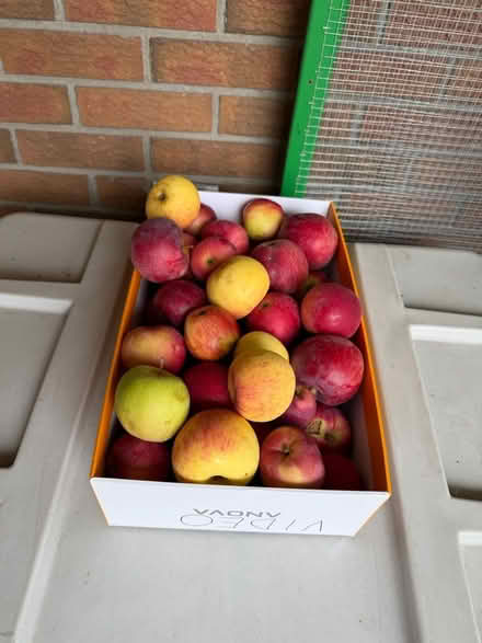 Photo of free Apples (Old Barrhaven) #1
