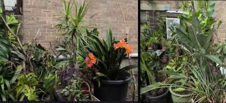 Photo of free LOTS of PLANTS, Newtown (Newtown) #1
