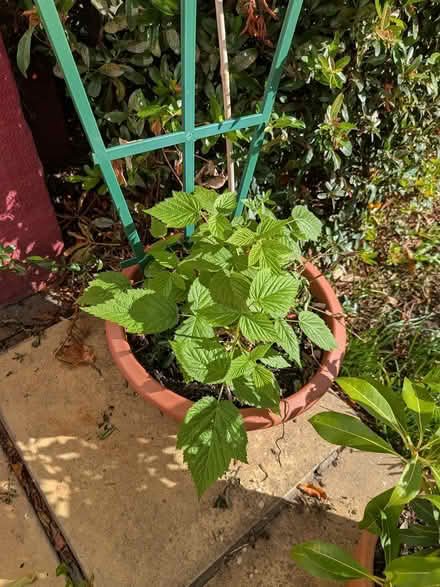 Photo of free Raspberry plant & pot (W5) #1