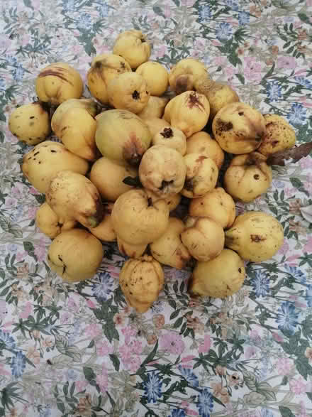 Photo of free Quinces (Chingford E4) #1