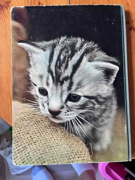 Photo of free Introducing cats as pets (billericay CM12) #2