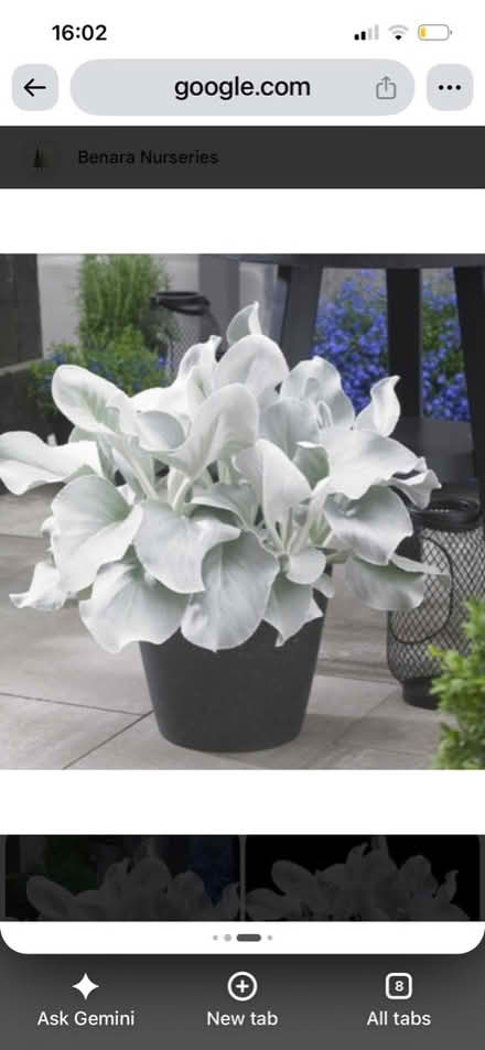 Photo of Angel wings or lambs ears plants (Hertford SG13) #1