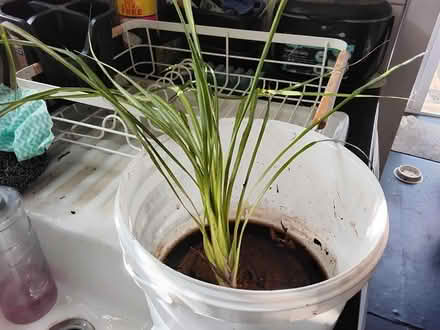 Photo of free Cordyline Palm plantlet (Stratford E15 4) #1