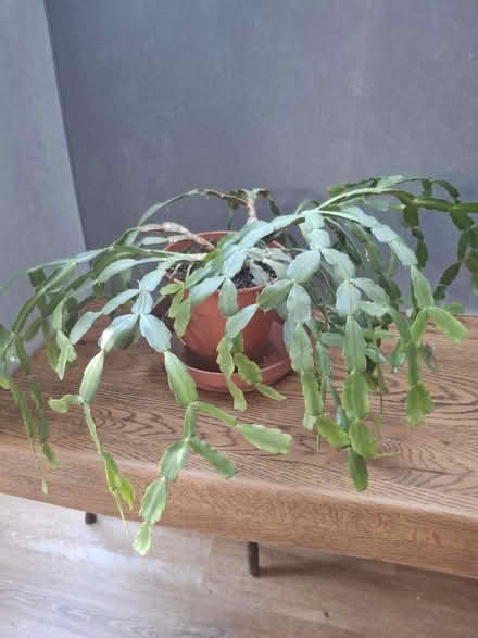 Photo of free Christmas/Easter Cactus large. (Garston WD25) #2