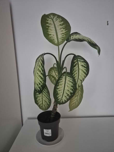 Photo of free Several plants (Guiseley LS20) #3
