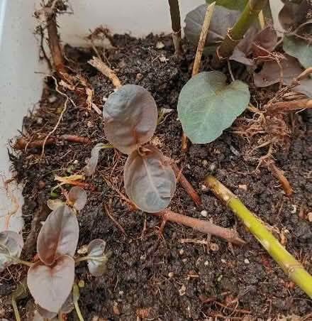 Photo of free Plant - Lysimachia ciliata (Hockley Port B18) #1