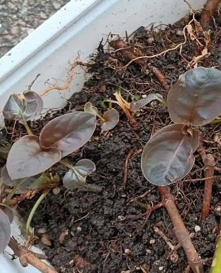 Photo of free Plant - Lysimachia ciliata (Hockley Port B18) #2