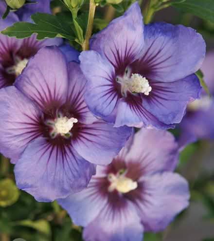 Photo of free Rose of Sharon saplings (Mahopac) #4