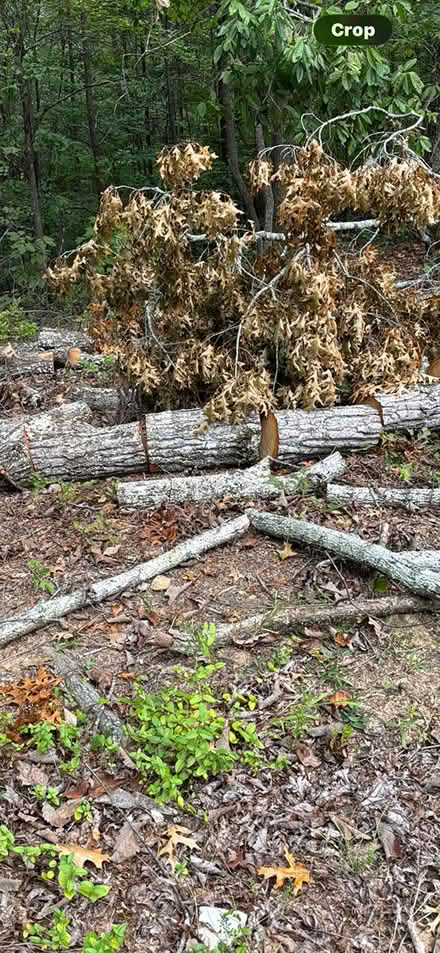 Photo of free Red Oak Firewood logs (Dahlonega) #3