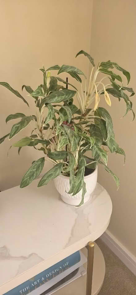 Photo of free Two Medium Plants (Aston S26) #2