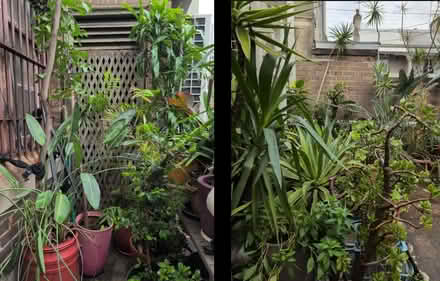 Photo of free LOTS of PLANTS, Newtown (Newtown) #4