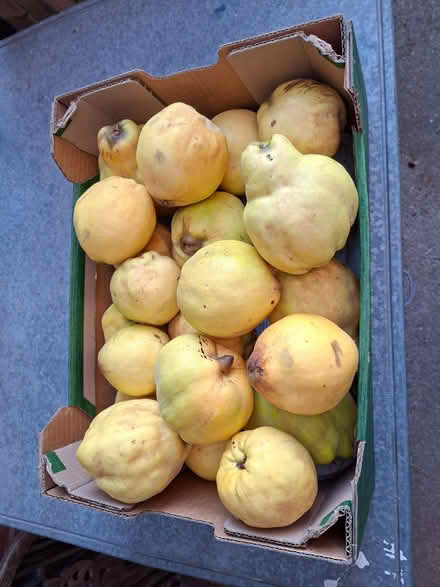 Photo of free Quinces (Northcourt OX14) #1