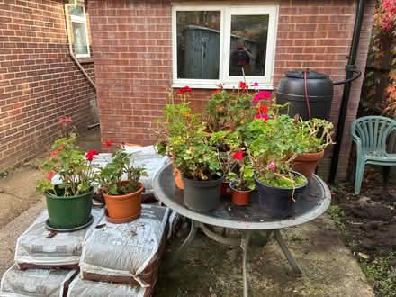 Photo of free Geraniums (Rowlands Castle PO9) #1