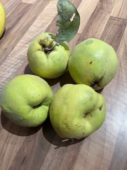 Photo of free Quince fruit (billericay CM12) #4