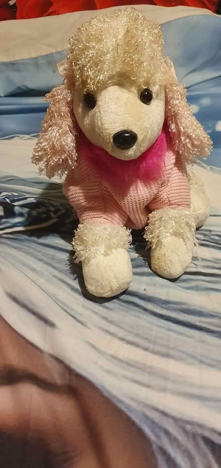 Photo of free Teddies (Flintshire CH5) #2