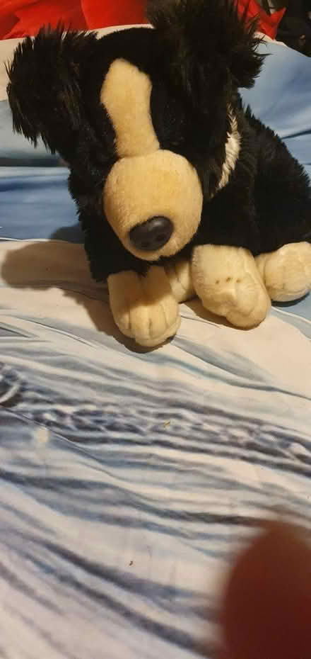 Photo of free Teddies (Flintshire CH5) #1