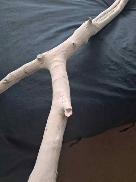 Photo of free White branches for DIY (Westhampnett PO18) #2