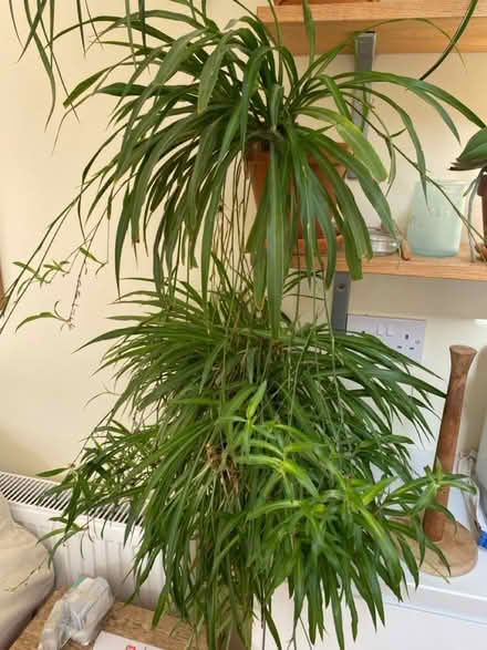 Photo of free Spider plant cuttings, unvariagated (Norwich NR2) #1