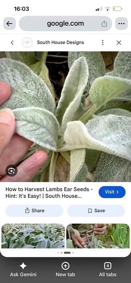 Photo of Angel wings or lambs ears plants (Hertford SG13) #2