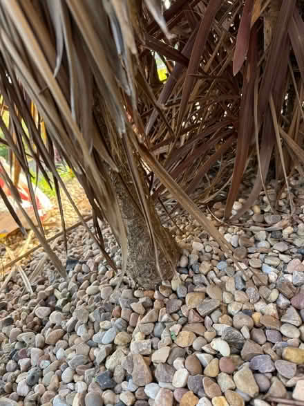 Photo of free Yukka tree 8’ high (Gedling NG4) #2