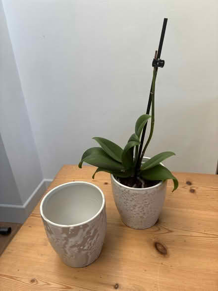 Photo of free Plastic plant pots, orchid, ceramic pot (Woodlands TW7) #4