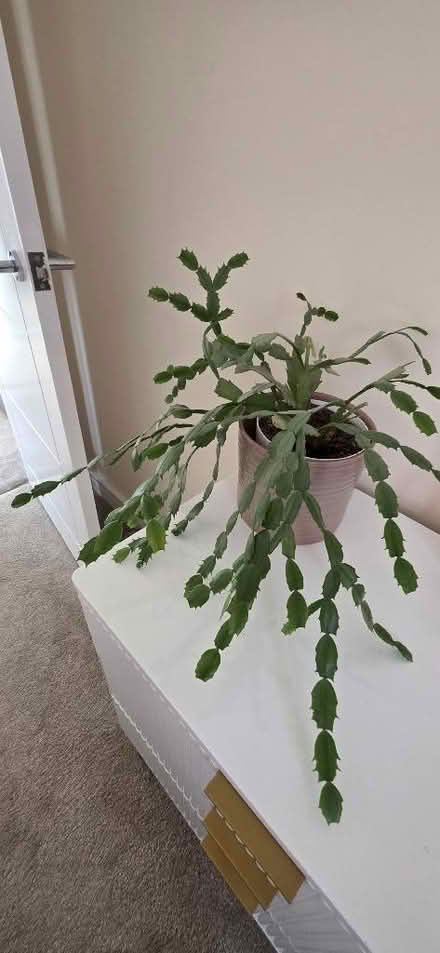 Photo of free Two Medium Plants (Aston S26) #1