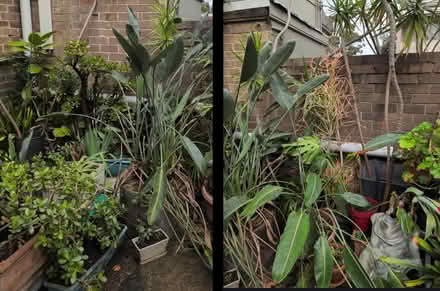 Photo of free LOTS of PLANTS, Newtown (Newtown) #3
