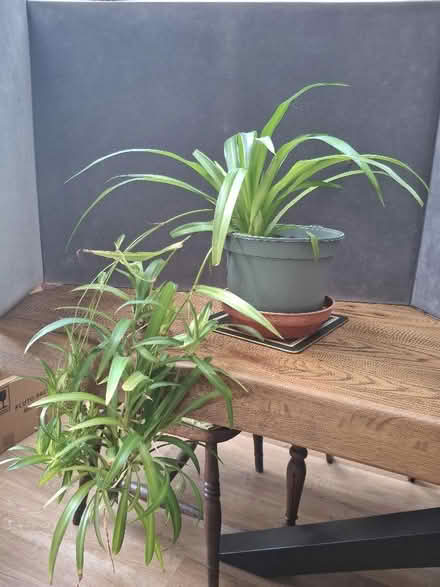 Photo of free Solid green Spider Plant, Chlorophytum comosum (Garston WD25) #1