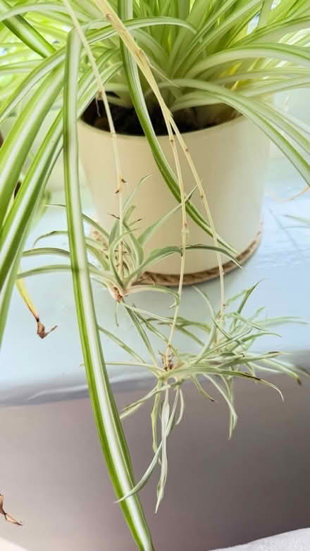 Photo of free Baby spider plants (South Woodford E18) #1