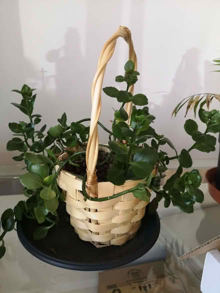 Photo of free Kalanchoe plant (Cheadle Hulme SK8) #1