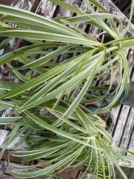 Photo of free Plant in need of new home (N17 Dunloe Avenue) #1