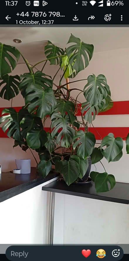 Photo of free Very big Monstera plant (Gorse Hill M32) #1