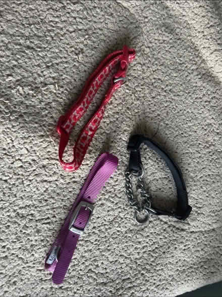 Photo of free Medium dog collars (Plumpton CA11) #1