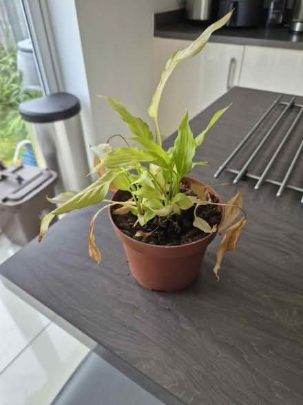 Photo of free Several plants (Guiseley LS20) #2
