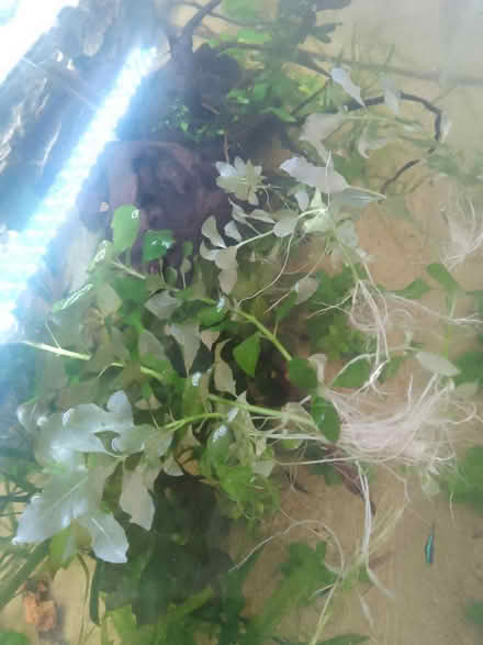 Photo of free aquarium wisteria (GU1) #2