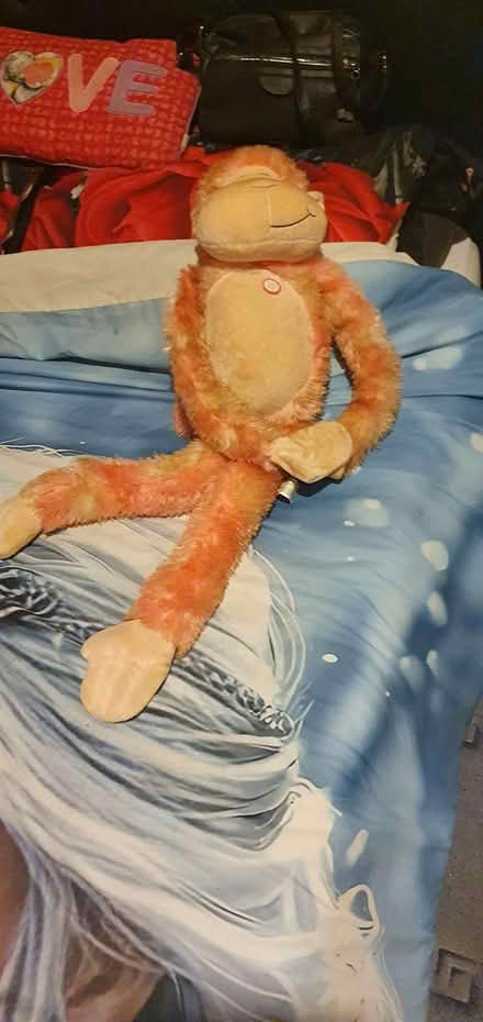 Photo of free Teddies (Flintshire CH5) #3