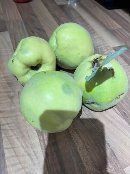 Photo of free Quince fruit (billericay CM12) #1