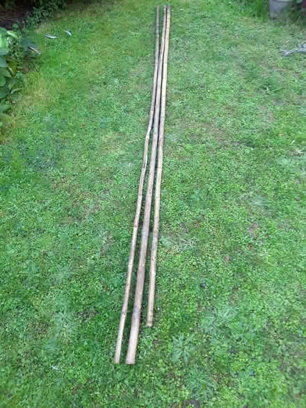 Photo of free Extra wide 8ft bamboo canes x 3 (Northcourt OX14) #1