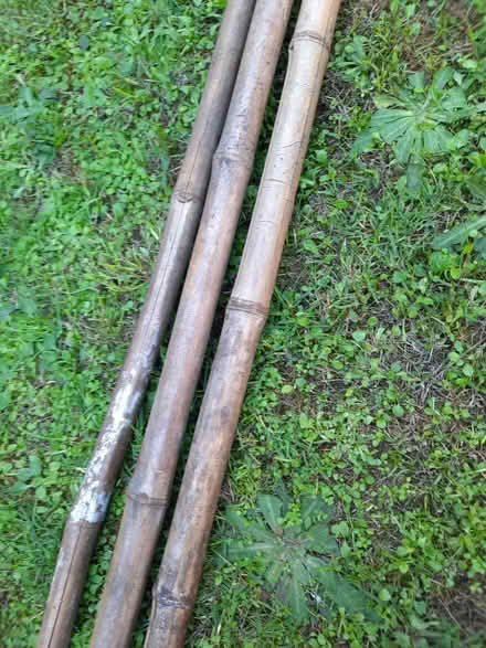 Photo of free Extra wide 8ft bamboo canes x 3 (Northcourt OX14) #2