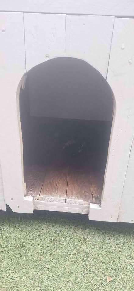 Photo of free Large solid dog box (Drogheda) #3