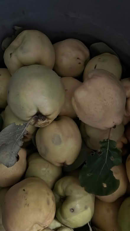 Photo of free Quince fruit (billericay CM12) #2